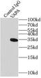 Vesicle-associated membrane protein-associated protein A antibody, FNab09369, FineTest, Immunoprecipitation image 
