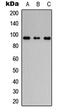 Filaggrin antibody, abx133148, Abbexa, Western Blot image 