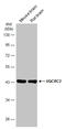 Ubiquinol-Cytochrome C Reductase Core Protein 2 antibody, GTX114873, GeneTex, Western Blot image 