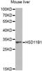Hydroxysteroid 11-Beta Dehydrogenase 1 antibody, A1619, ABclonal Technology, Western Blot image 