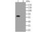 Connexin-45 antibody, NBP2-76925, Novus Biologicals, Western Blot image 