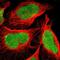 Chromosome 1 Open Reading Frame 174 antibody, NBP1-87116, Novus Biologicals, Immunofluorescence image 