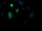 DEF6 Guanine Nucleotide Exchange Factor antibody, LS-C174285, Lifespan Biosciences, Immunofluorescence image 