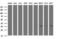 NADH-cytochrome b5 reductase 1 antibody, M11072-1, Boster Biological Technology, Western Blot image 