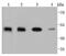 PTPN1 antibody, NBP2-67918, Novus Biologicals, Western Blot image 
