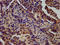 Serine protease inhibitor Kazal-type 6 antibody, LS-C674629, Lifespan Biosciences, Immunohistochemistry paraffin image 
