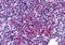 Zinc Finger Protein 687 antibody, TA319984, Origene, Immunohistochemistry frozen image 