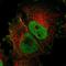 RCSD Domain Containing 1 antibody, NBP2-13214, Novus Biologicals, Immunofluorescence image 