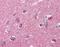 NSF Attachment Protein Alpha antibody, M05153, Boster Biological Technology, Immunohistochemistry frozen image 