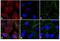 Rabbit IgG antibody, A16101, Invitrogen Antibodies, Immunofluorescence image 