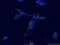 Hemoglobin Subunit Alpha 2 antibody, 19990-1-AP, Proteintech Group, Immunofluorescence image 