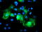 Ret Finger Protein Like 3 antibody, M14048, Boster Biological Technology, Immunofluorescence image 