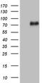 Ubiquitin-associated and SH3 domain-containing protein A antibody, LS-C798670, Lifespan Biosciences, Western Blot image 