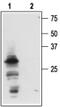 Nerve Growth Factor antibody, PA5-77532, Invitrogen Antibodies, Western Blot image 