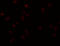 OCIA Domain Containing 2 antibody, 5465, ProSci, Immunofluorescence image 