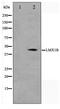 LIM homeobox transcription factor 1-beta antibody, TA347546, Origene, Western Blot image 