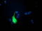 Ubiquitin-like protein 4A antibody, TA502447, Origene, Immunofluorescence image 