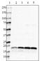 alpha-Synuclein, 80-96 antibody, 848303, BioLegend, Western Blot image 