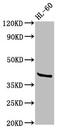 Probable G-protein coupled receptor 32 antibody, CSB-PA009803LA01HU, Cusabio, Western Blot image 