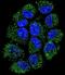 Chromosome 12 Open Reading Frame 29 antibody, LS-C168799, Lifespan Biosciences, Immunofluorescence image 