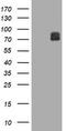 Family With Sequence Similarity 234 Member A antibody, TA505567, Origene, Western Blot image 