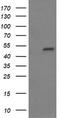 Myosin-binding protein H antibody, CF505664, Origene, Western Blot image 
