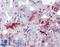 Junctophilin 3 antibody, LS-B3875, Lifespan Biosciences, Immunohistochemistry frozen image 
