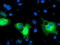 Protein disulfide-isomerase A4 antibody, LS-C173496, Lifespan Biosciences, Immunofluorescence image 