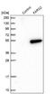 Phenylalanyl-tRNA synthetase, mitochondrial antibody, NBP1-85187, Novus Biologicals, Western Blot image 