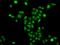 Mortality Factor 4 Like 2 antibody, orb248070, Biorbyt, Immunocytochemistry image 