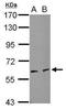 Eukaryotic translation initiation factor 3 subunit L antibody, GTX120119, GeneTex, Western Blot image 