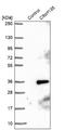 Chromosome 9 Open Reading Frame 135 antibody, NBP1-90684, Novus Biologicals, Western Blot image 