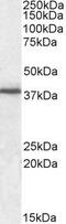 F11 Receptor antibody, GTX88380, GeneTex, Western Blot image 