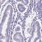 DEAD-Box Helicase 4 antibody, HPA037763, Atlas Antibodies, Immunohistochemistry paraffin image 