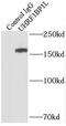 UHRF1 Binding Protein 1 Like antibody, FNab09246, FineTest, Immunoprecipitation image 