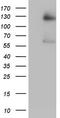 GLI Family Zinc Finger 1 antibody, TA803806S, Origene, Western Blot image 
