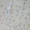 Ciliary neurotrophic factor receptor subunit alpha antibody, 14-414, ProSci, Immunohistochemistry frozen image 