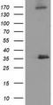 Nudix Hydrolase 6 antibody, TA502343, Origene, Western Blot image 