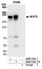 Nuclear factor of activated T-cells 5 antibody, A305-174A, Bethyl Labs, Immunoprecipitation image 