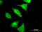 Contactin-4 antibody, H00152330-M06, Novus Biologicals, Immunocytochemistry image 