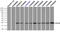 HspB5 antibody, TA500581, Origene, Immunoprecipitation image 