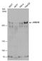 AT-Rich Interaction Domain 1B antibody, GTX130708, GeneTex, Western Blot image 