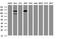 Splicing Factor 3a Subunit 1 antibody, NBP2-45803, Novus Biologicals, Western Blot image 