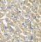 FGF1 Intracellular Binding Protein antibody, FNab03115, FineTest, Immunohistochemistry frozen image 