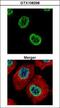 H2A Histone Family Member Z antibody, GTX108298, GeneTex, Immunocytochemistry image 