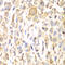 CD151 Molecule (Raph Blood Group) antibody, 18-393, ProSci, Immunohistochemistry paraffin image 
