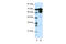 Zinc Finger Protein 76 antibody, 28-844, ProSci, Western Blot image 