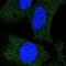 Adhesion G Protein-Coupled Receptor A1 antibody, NBP1-82890, Novus Biologicals, Immunofluorescence image 