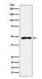 Transcription Factor AP-2 Alpha antibody, M01167, Boster Biological Technology, Western Blot image 