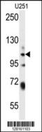 WWC Family Member 3 antibody, 55-241, ProSci, Western Blot image 